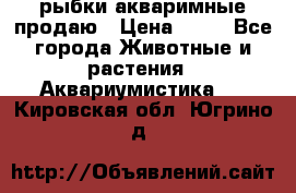 рыбки акваримные продаю › Цена ­ 30 - Все города Животные и растения » Аквариумистика   . Кировская обл.,Югрино д.